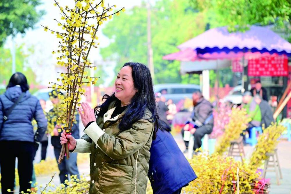 南山蜡梅俏：携一缕冬日幽香归家-重庆市南岸区人民政府网